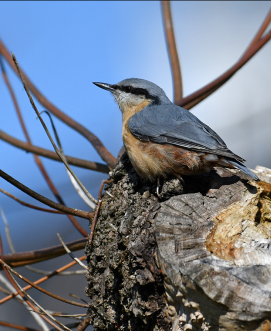 Bei den Kleibern im Schlosspark von Offenbach – Rumpenheim