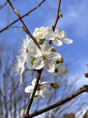 Den Frühling mit allen Sinnen erleben
