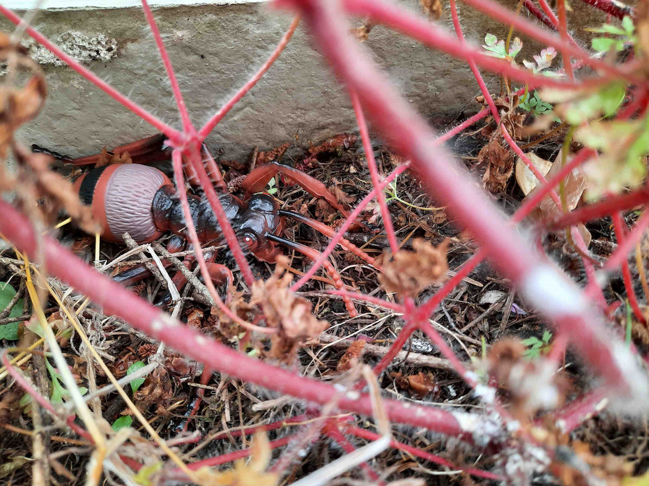 Das bin ich, nachdem man mich wiedergefunden hat. Bin ich nicht gut getarnt?