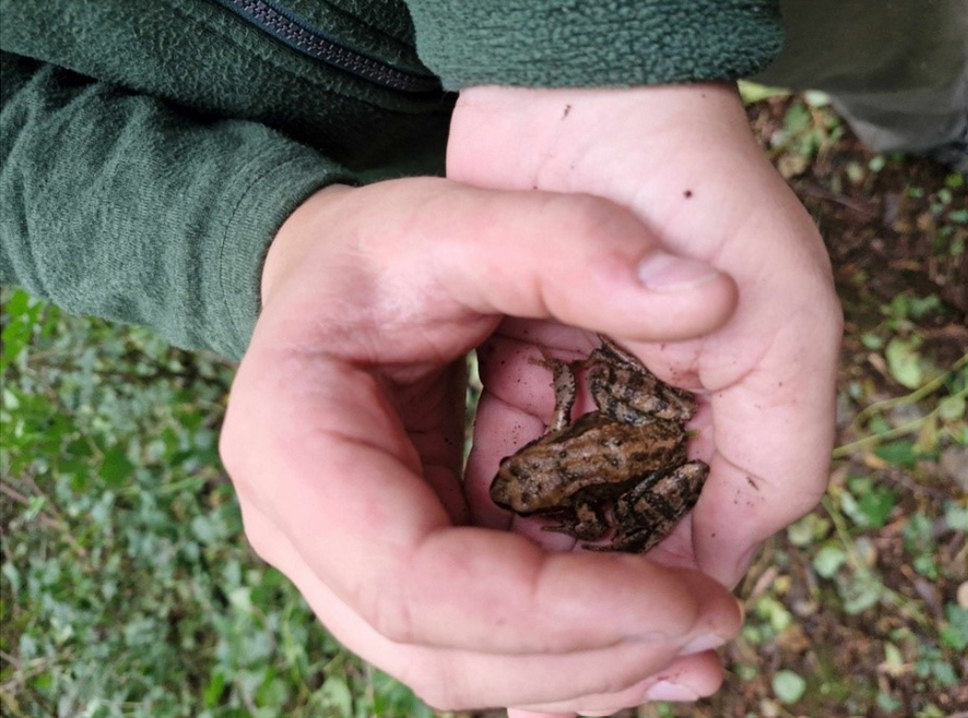 Fabian sichert den Grasfrosch.