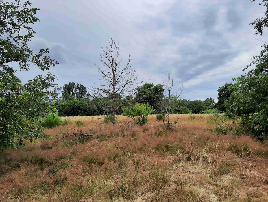 Das Gebiet, in dem die NAJU geforscht hat und in dem ich mich dann versteckt habe.