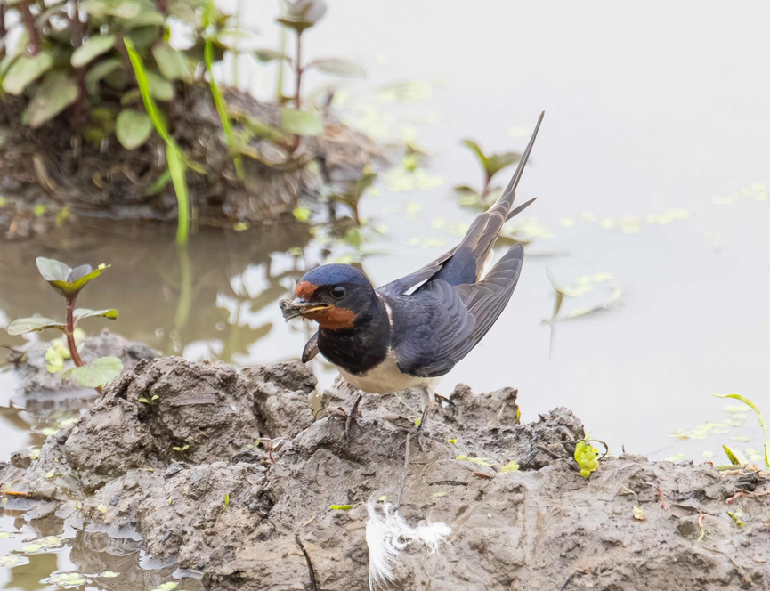 Rauchschwalbe bei der Aufnahme von Schlamm für den Nestbau.