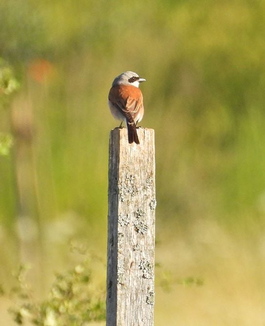 Beim Neuntöter - Nachwuchs an der Käsmühle