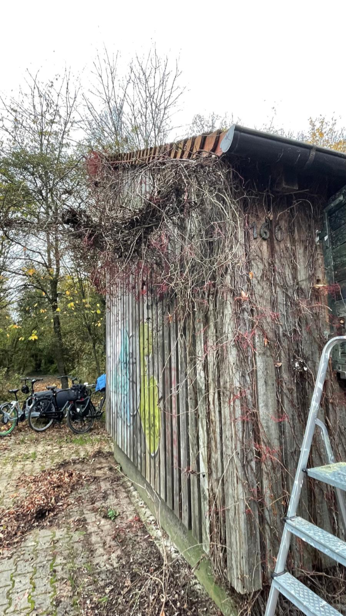 So schön Wilder Wein an Gebäuden aussieht und Lebensraum bietet ...