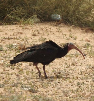 Vortrag: Marokko im Frühling erleben