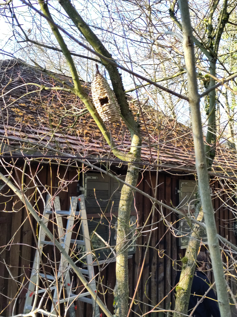 Dieser traditionelle Nistbeutel besteht aus Seegras und eignet sich für die Blaumeise.