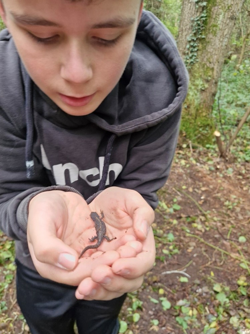 Auch der zweite Teichmolch wurde von Fabian umgesiedelt.