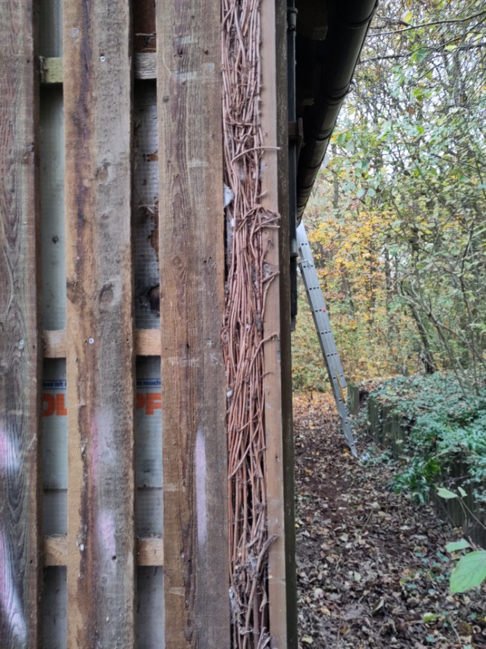 Wild wachsend wie einst außen, so auch in (fast) allen Zwischenräumen. 