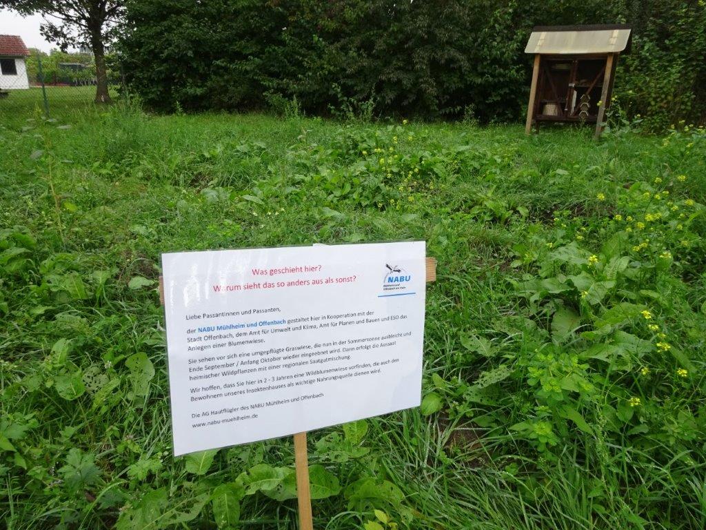 Mitte September 2024: statt Schwarzbrache üppiger Bewuchs ...