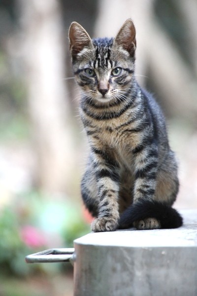 (c) Harald Minarik - www.fotodesign-minarik.at