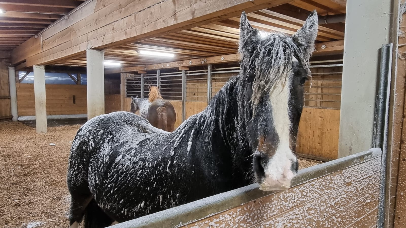 ... und der Heuplatz durch zu viel Schnee unerreichbar ist...