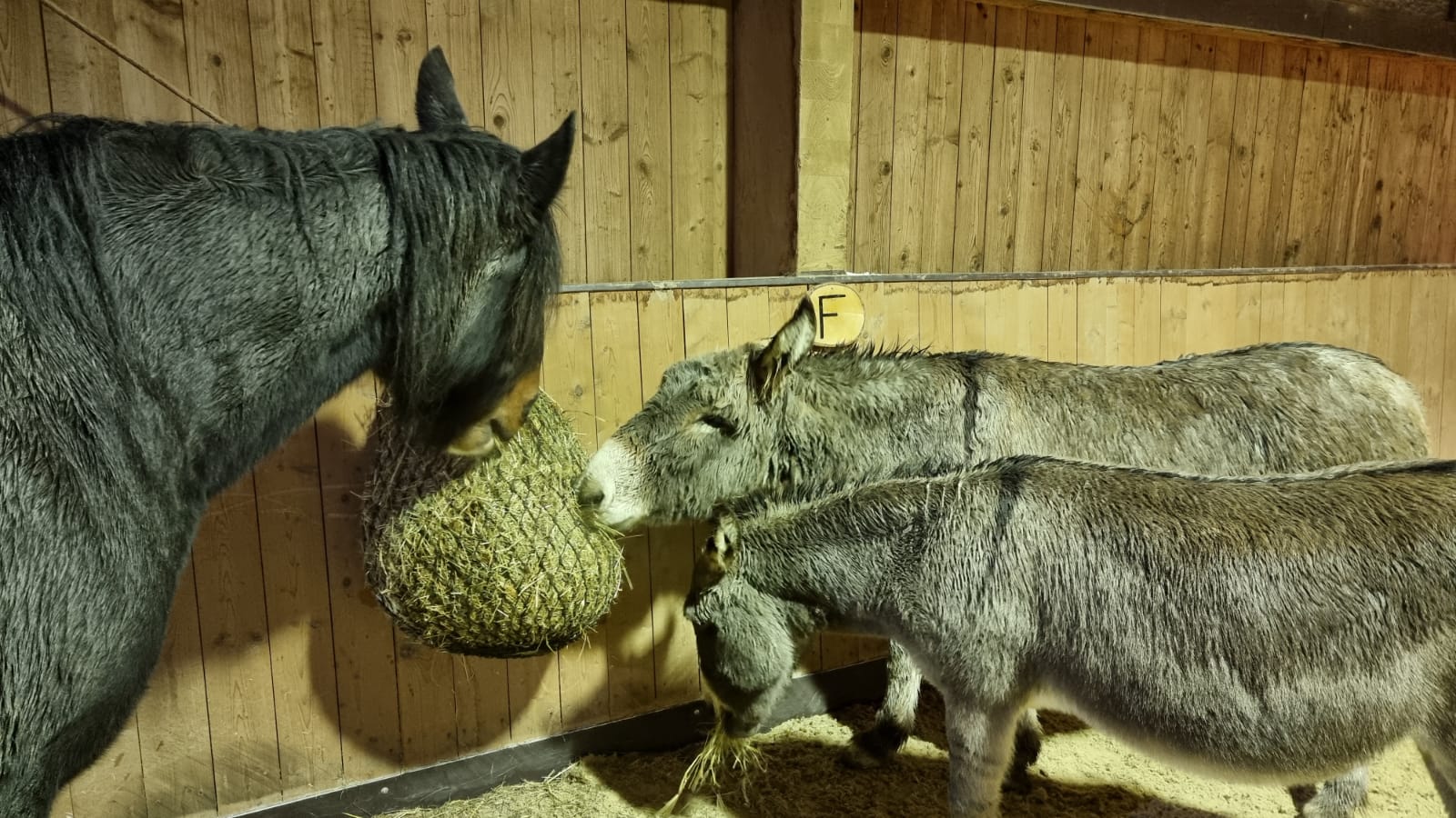 ... zum Fressplatz...