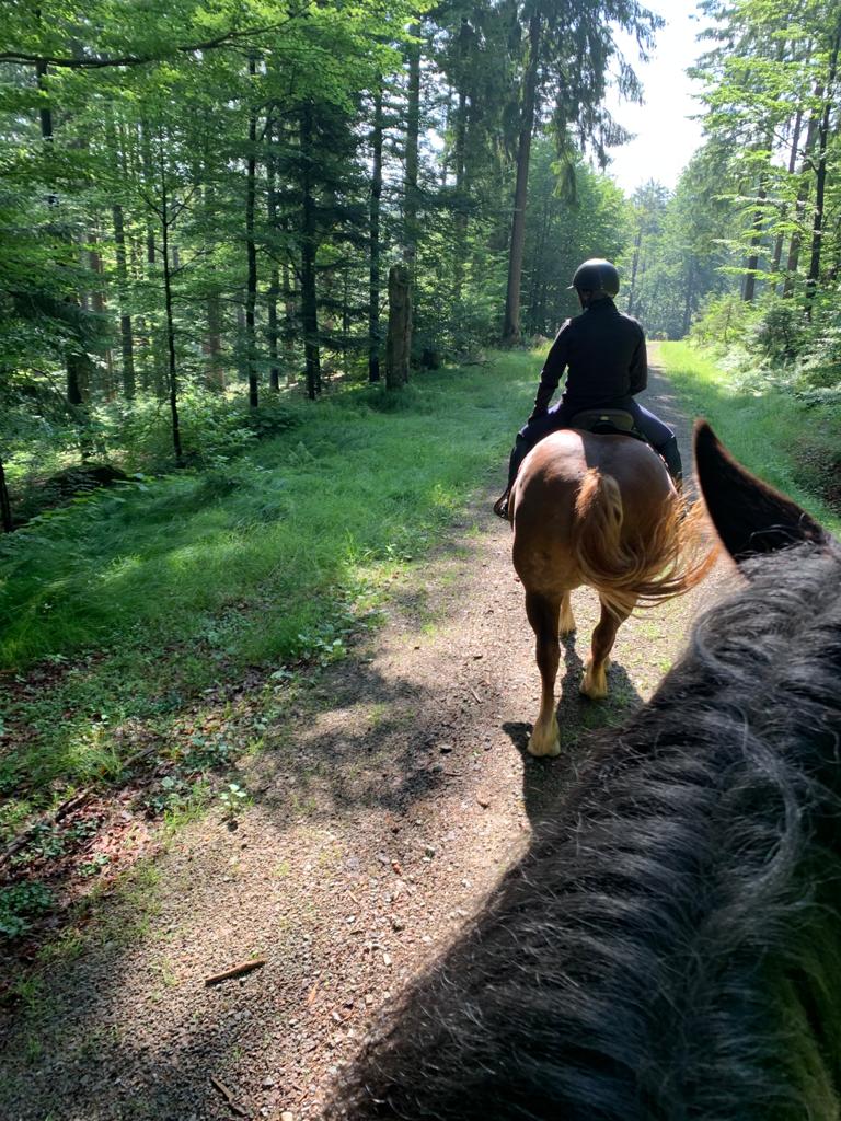 Ausritt im Spätsommer