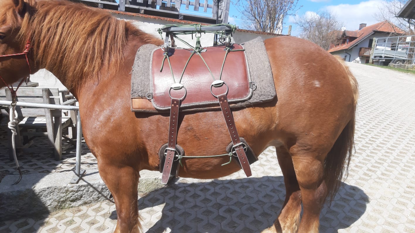 Suli mit Packsattel
