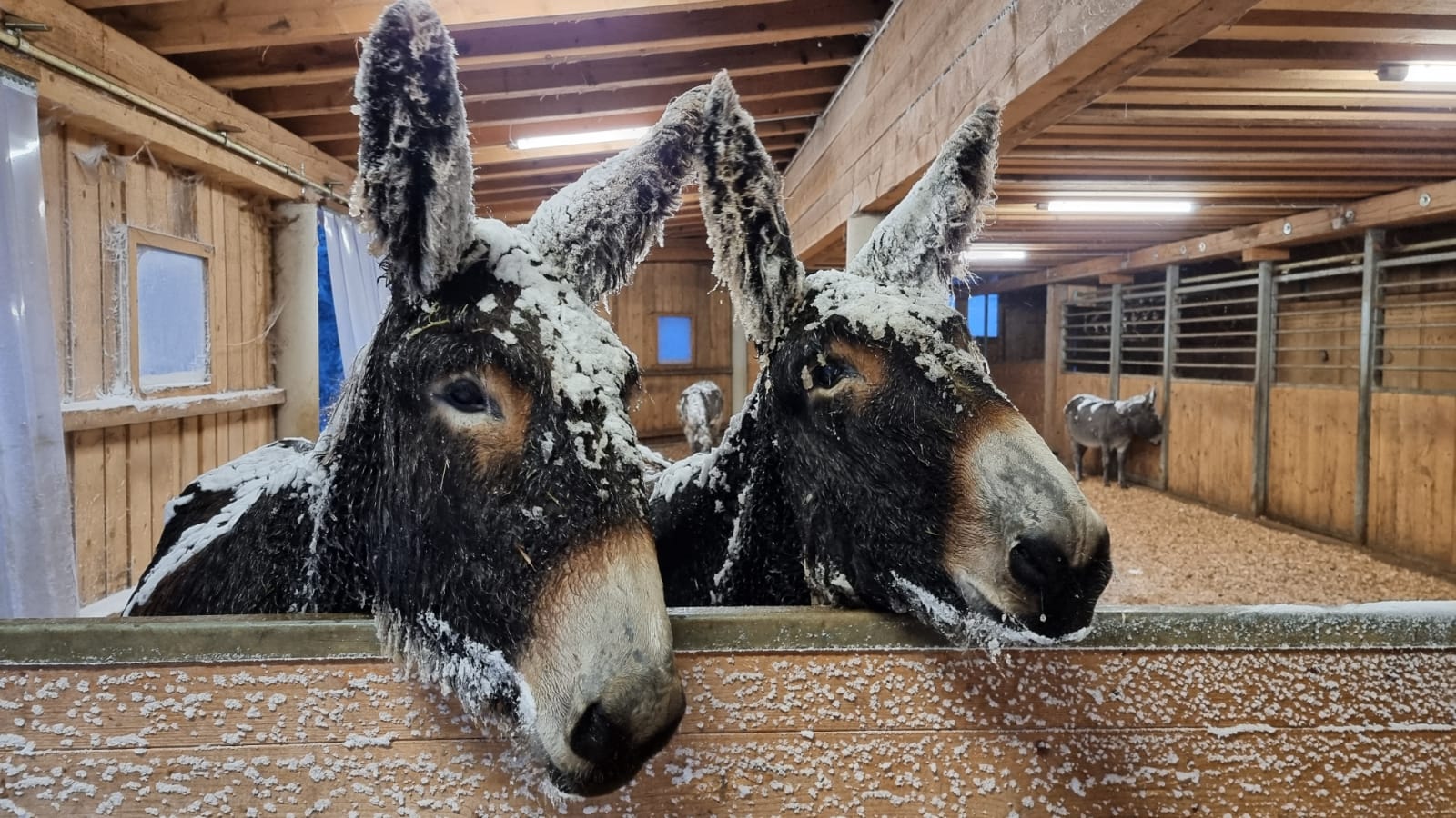 ... sich Eiszapfen an den Haaren bilden...