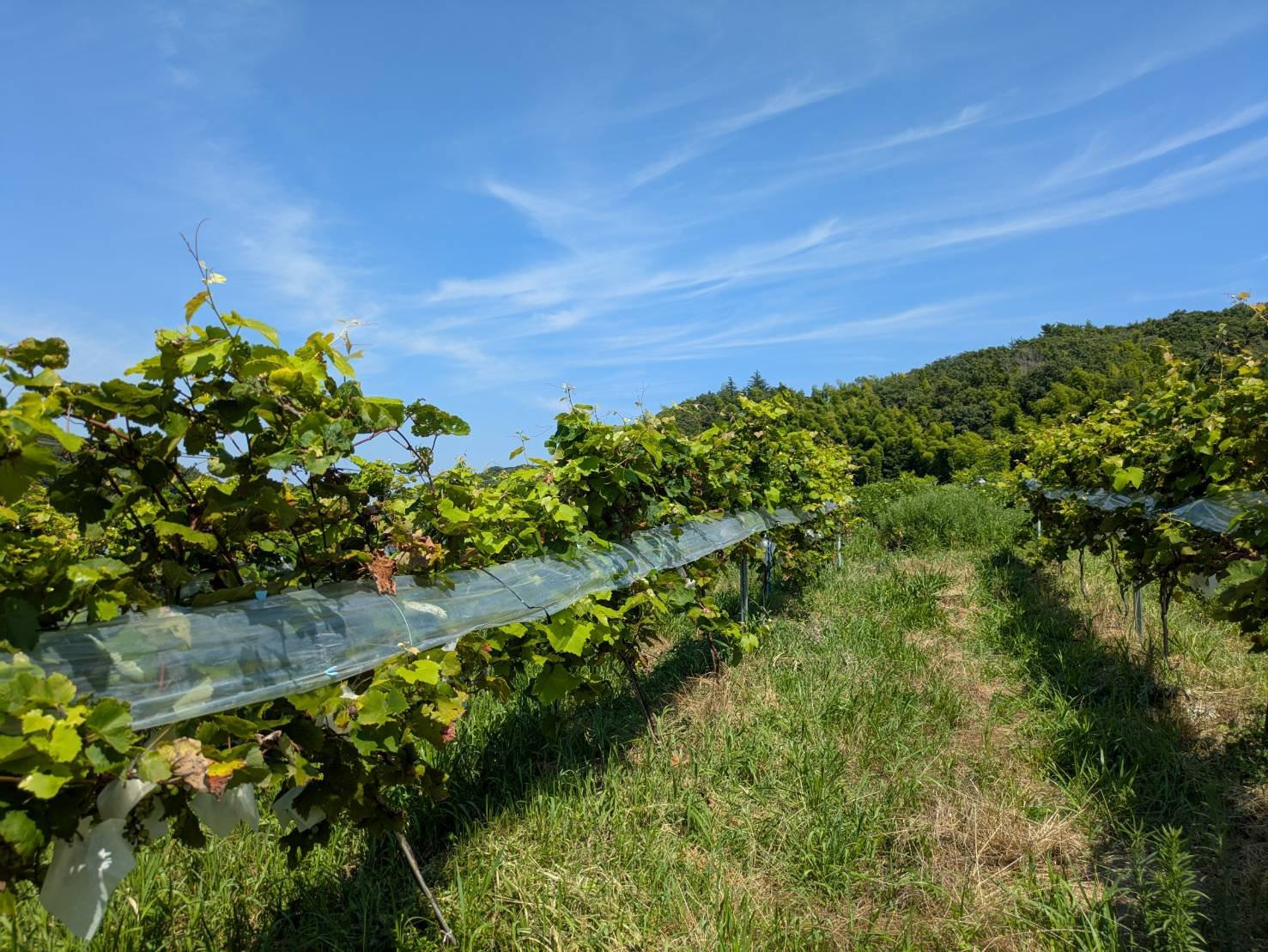 真夏のブドウ畑