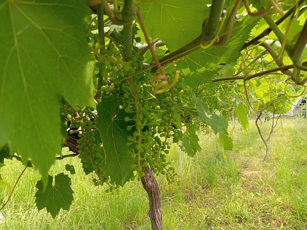 ワイナリー訪問