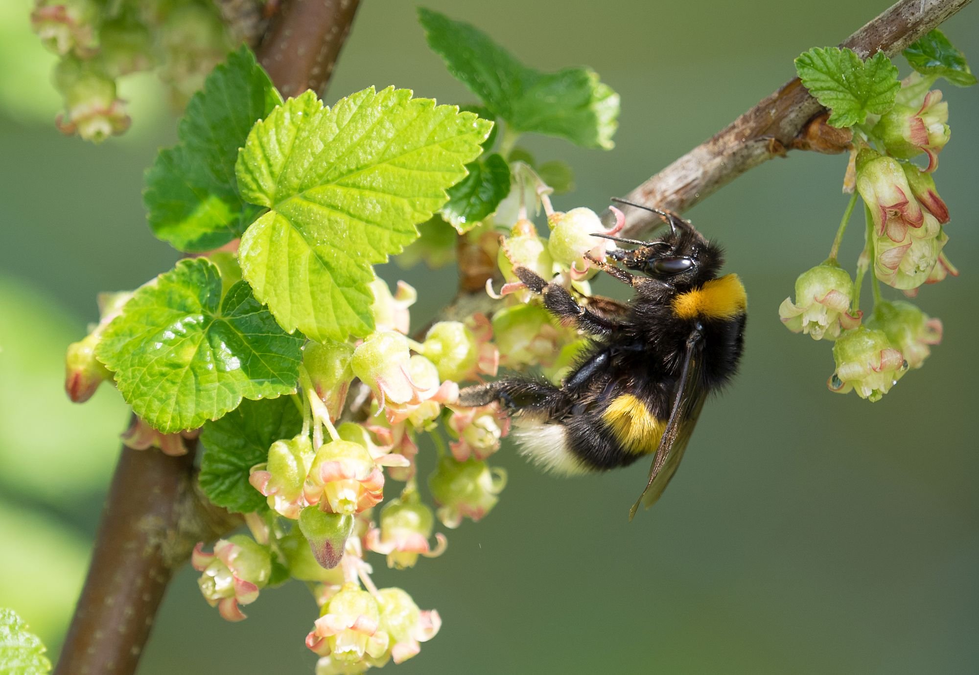Blüte der Johannisbeere mit Erdhummel (Foto: O. Wittig LBV-Bildarchiv)