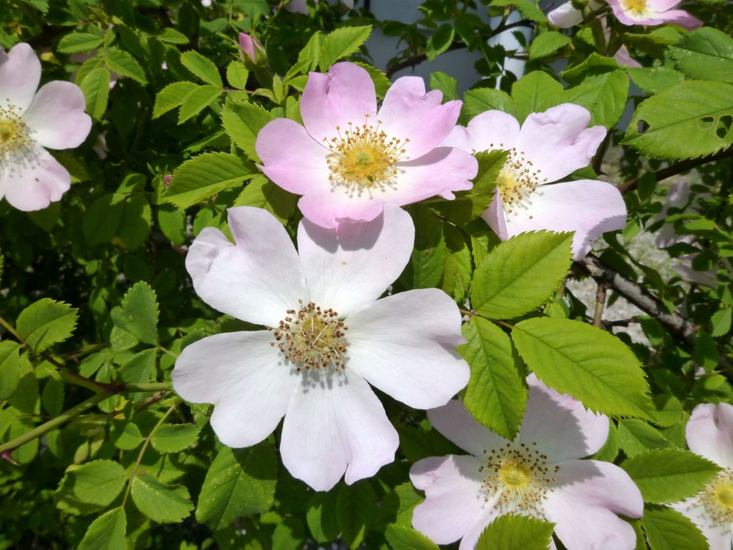 Hunds-Rose (Foto: R. Wittmann LBV-Bildarchiv)