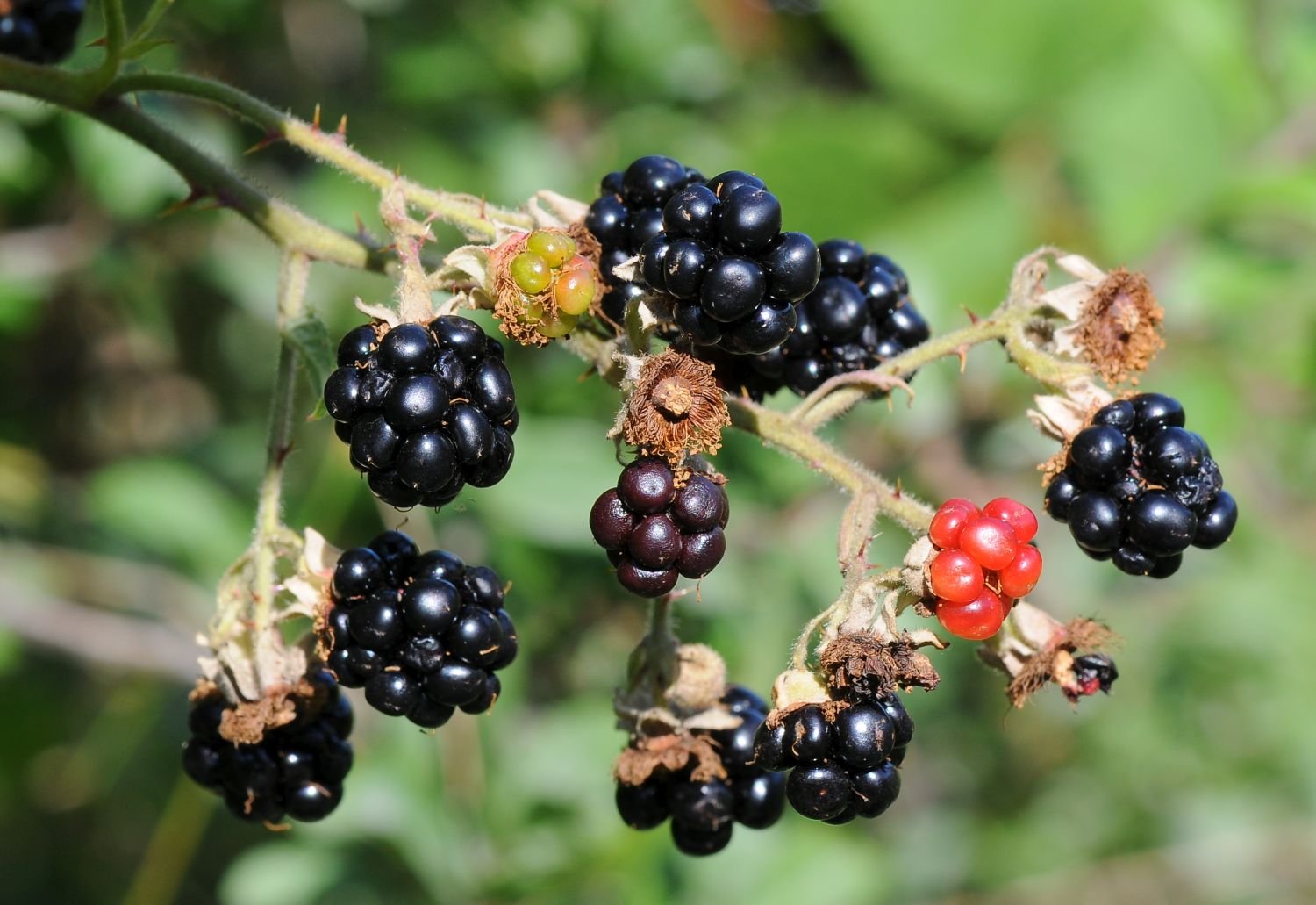 Frucht  der Brombeere (Foto: Dr. E. Pfeuffer LBV-Bildarchiv)