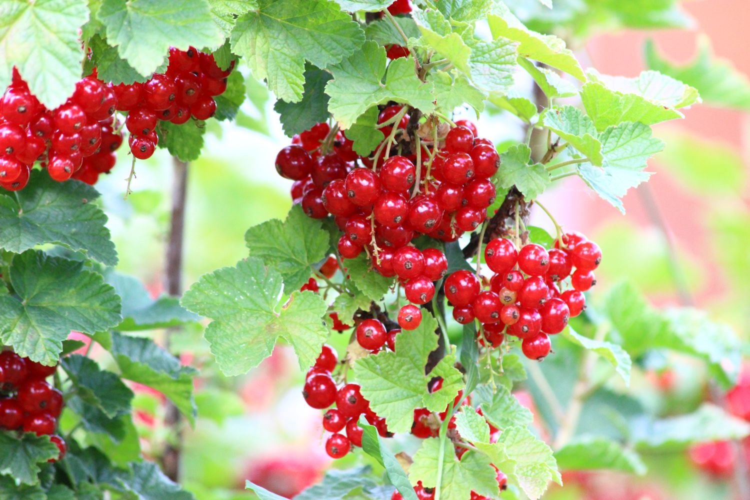 Frucht der Johannisbeere (Foto: P. Bria LBV-Bildarchiv)