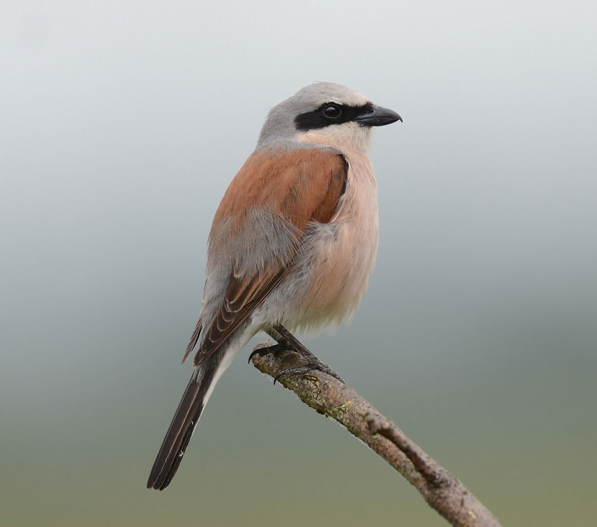 Neuntöter (Foto: H. Henderkes LBV-Bildarchiv)