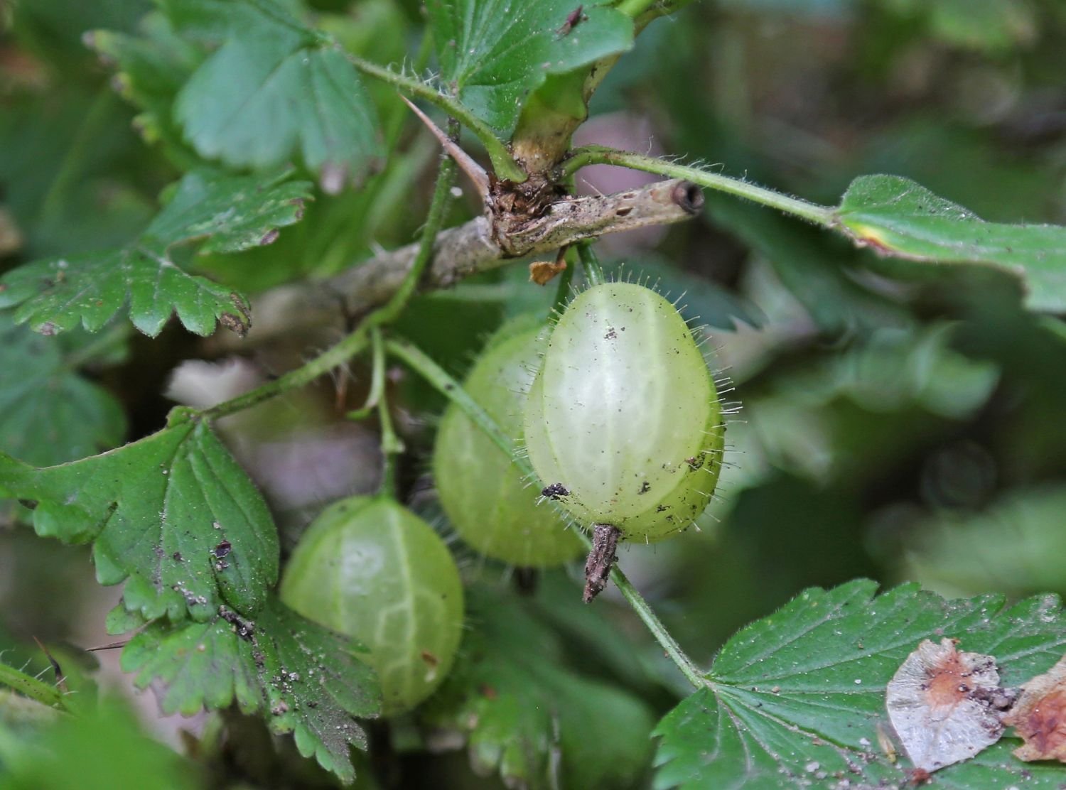 Frucht der Stachelbeere (Foto: P. Bria LBV-Bildarchiv)