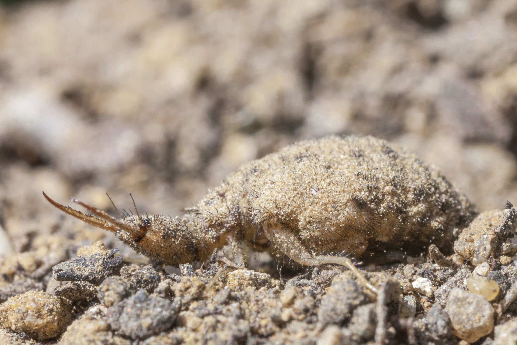 Ameisenlöwe (Foto: R. Sturm LBV-Bildarchiv)