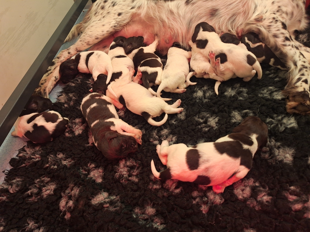 Die ersten Welpen schlafen bereits, während die anderen noch trinken