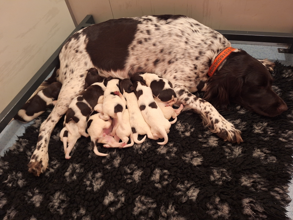 Der Andrang an den Zitzen ist groß