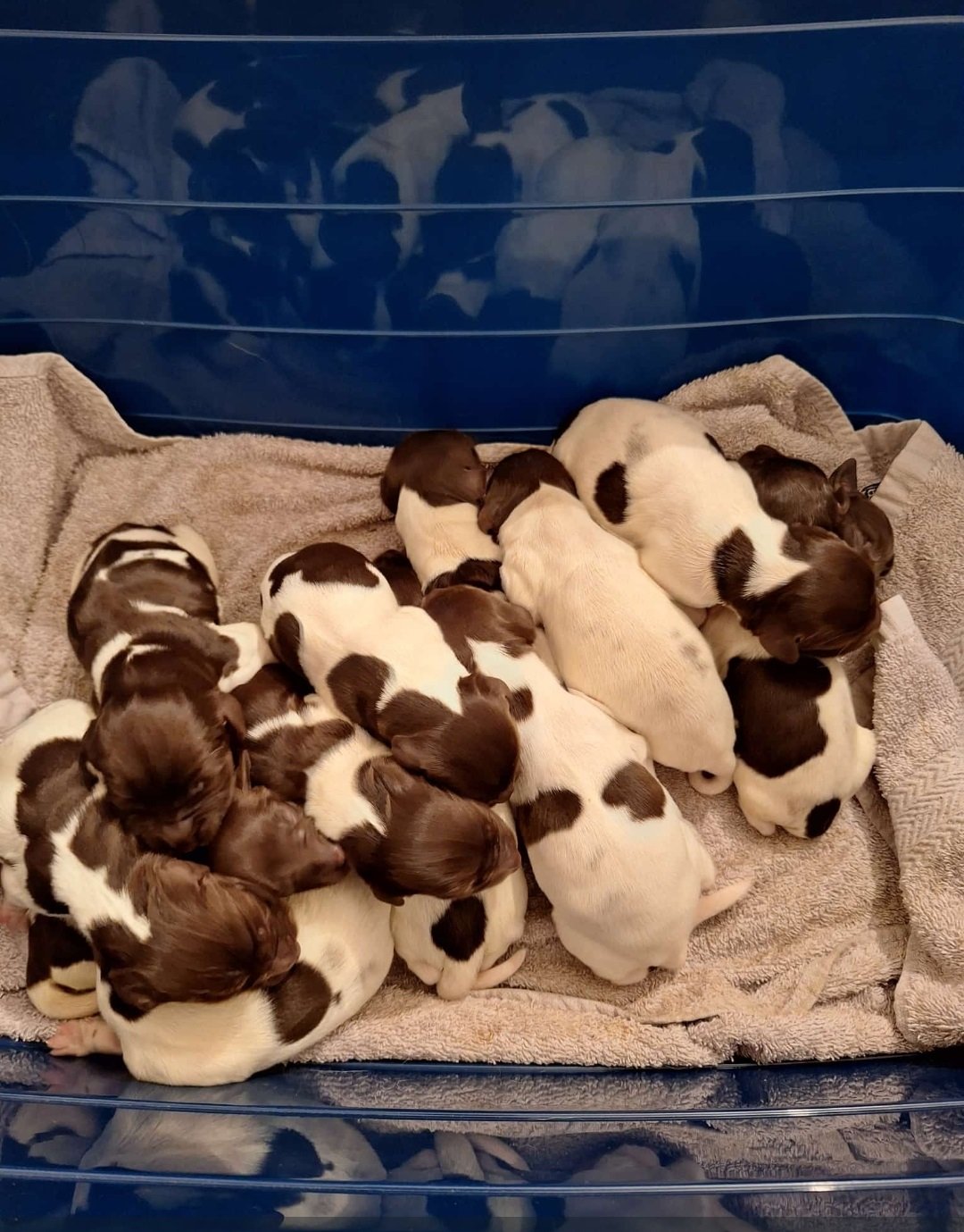 Während des Deckenwechsels: Ein Wäschekorb voller Glück :-)