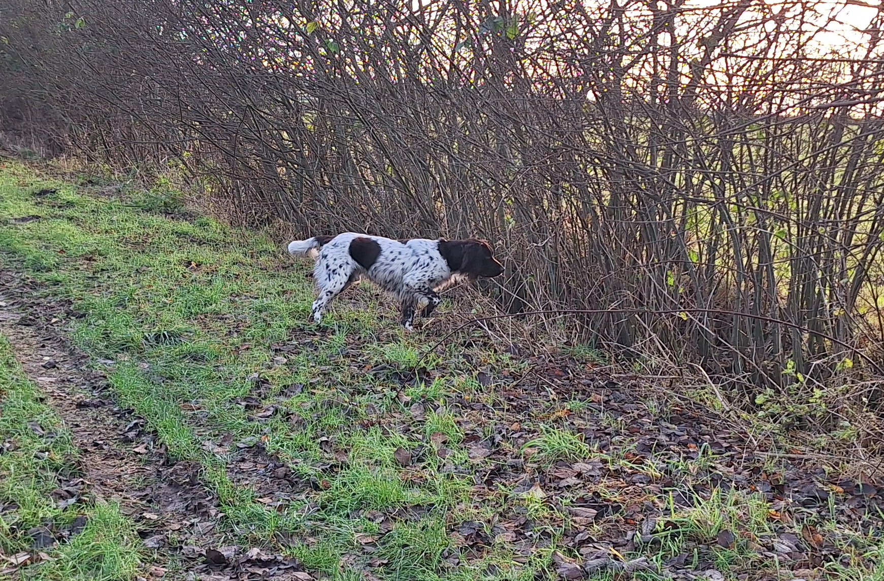 Festes Vorstehen am Hasen