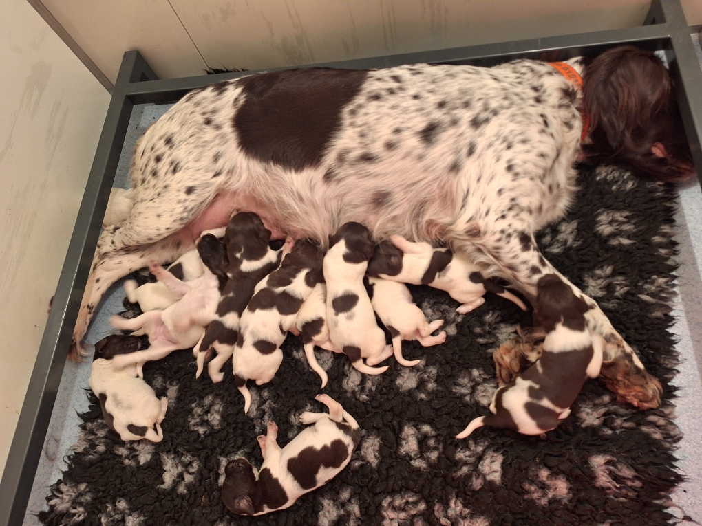 Wenn die ersten Welpen satt sind, machen sie Platz für die anderen