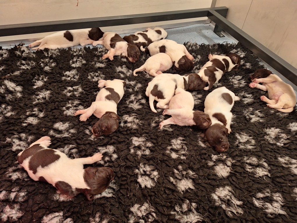 Nach der Mahlzeit wird ausgiebig geschlafen