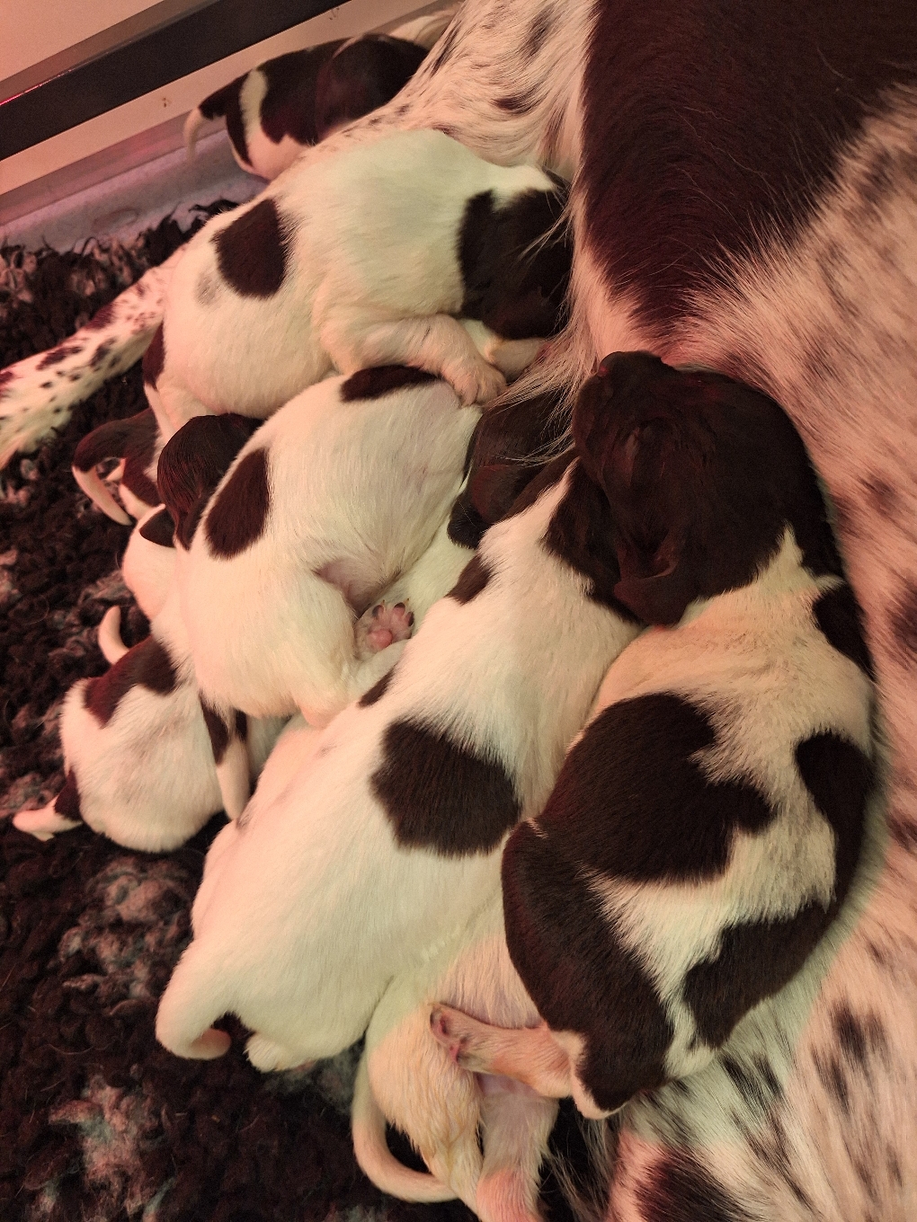 Zu Beginn der Mahlzeit liegen die Welpen teilweise in ,,drei Etagen" am Gesäuge, nicht alle zwölf Welpen können gleichzeitig trinken