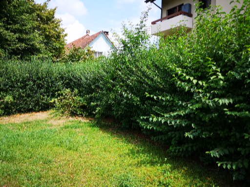 Büsche zurechtschneiden