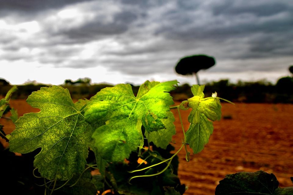 Accésit  Categoría Serie - Pepi Vieco