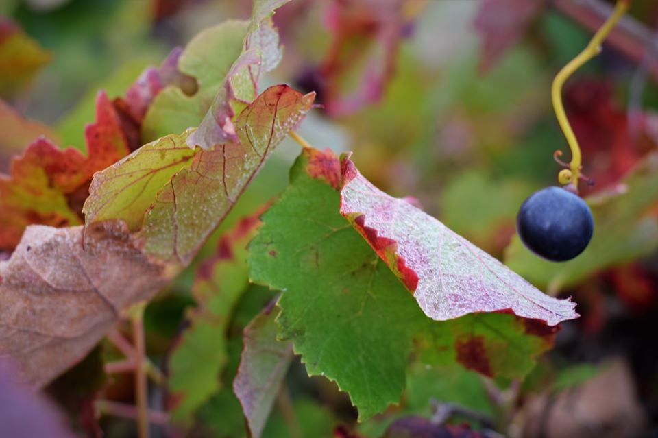 Seleccionada Categoría Serie - Enrique Marín Segura
