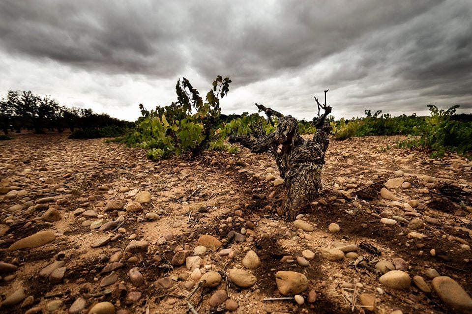 Primer Premio Categoría Serie - Nati Ponce
