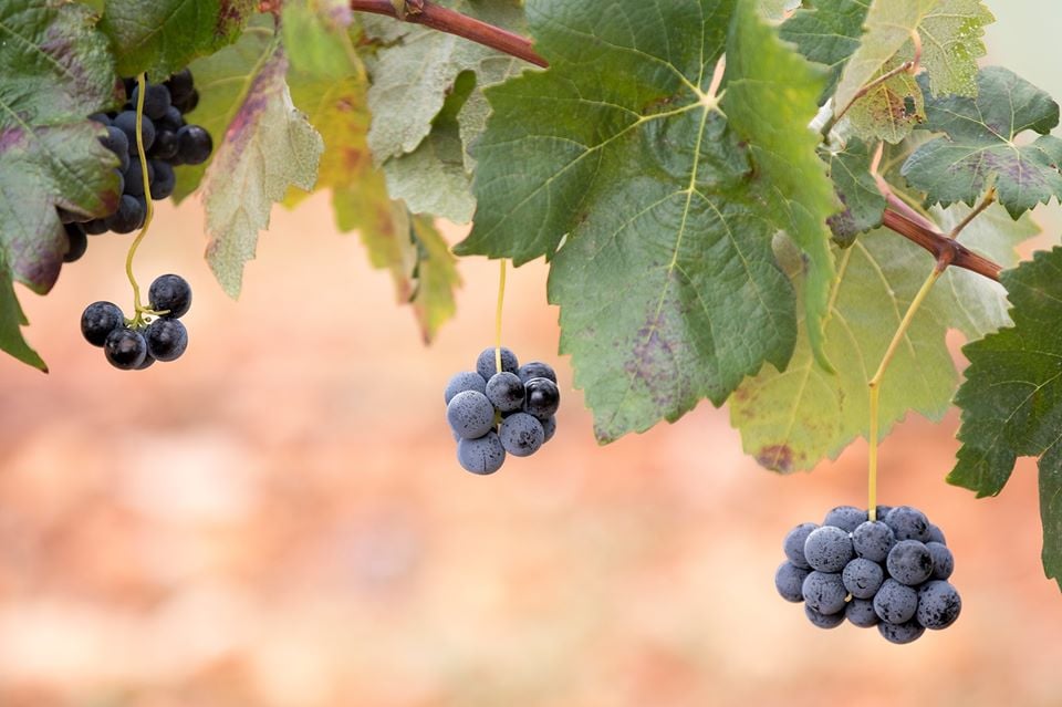 Seleccionada Categoría Serie - Justino Bordallo Cordero