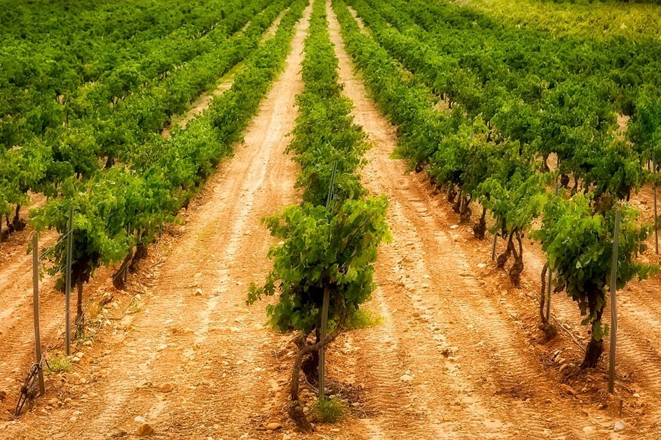 Seleccionada Categoría Serie - David Serrano