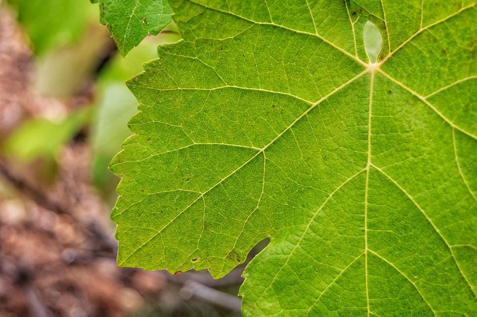 Seleccionada Categoría Serie - Sara Ayllón Patiño