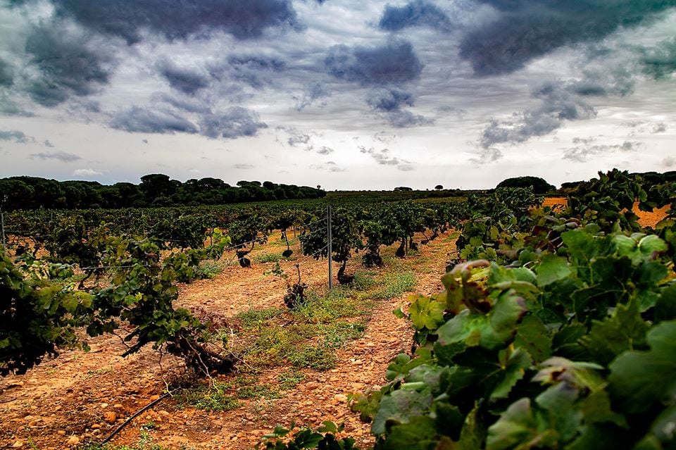 Accésit  Categoría Serie - Pepi Vieco