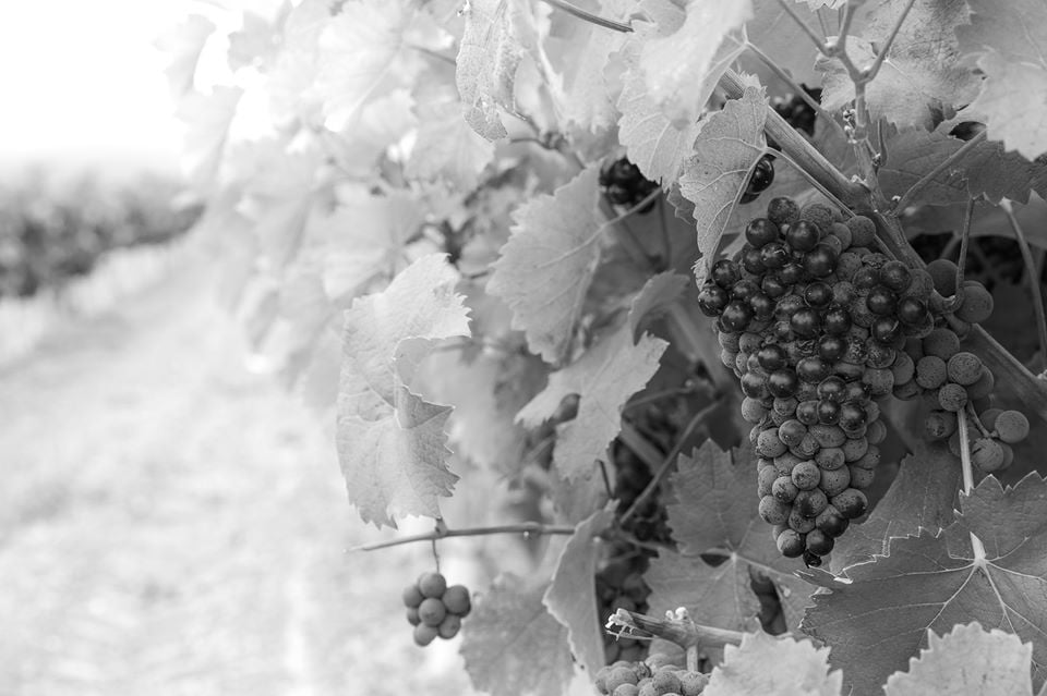 Seleccionada Categoría Serie - Joaquín Ruiz Arteaga