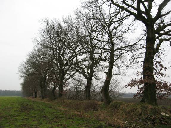 Een van de vele houtwallen in en rond Westdorp. 