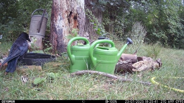 Rabenkrähe badend, Foto: Birgit Emig