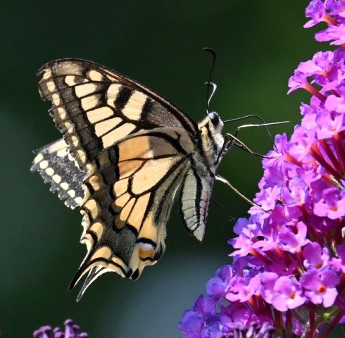 Schwalbenschwanz - Papilio machaon, Foto: Birgit Emig