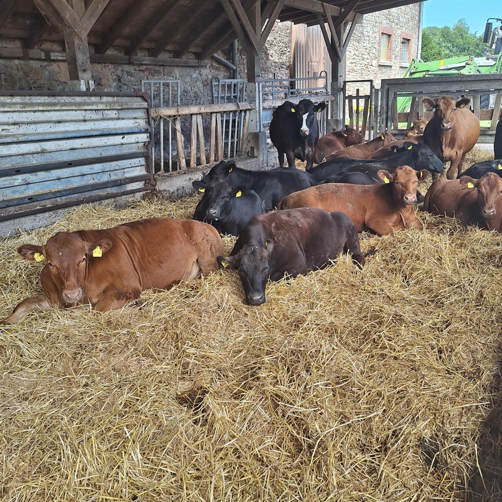 Angus-Rinder , entspannt im Stroh liegend