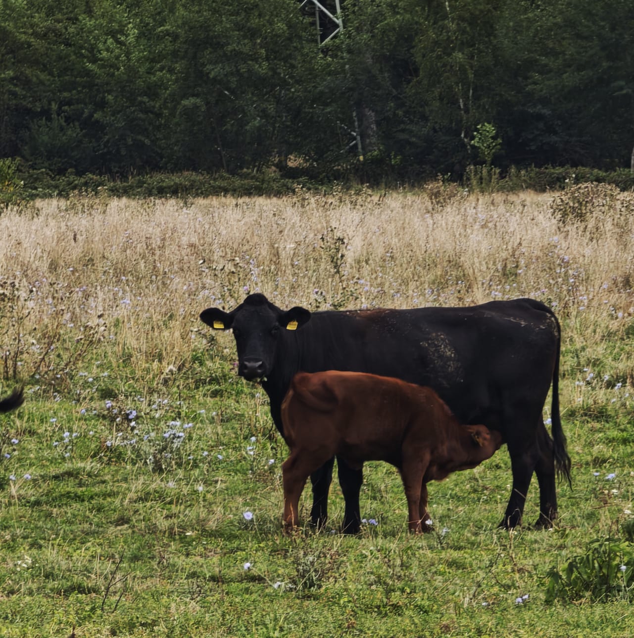 Mutterkuh mit ihrem Kalb