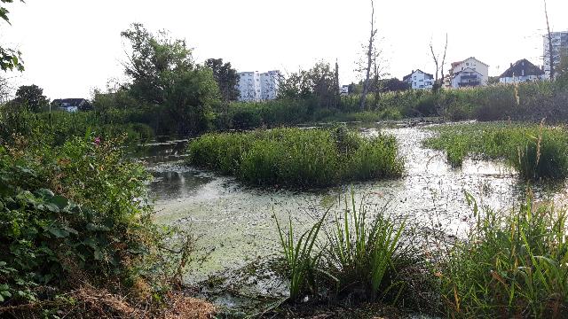 Finkensee, Foto: Klaus Benedickt